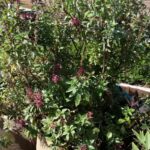 agriculturebox basil harvest