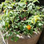 agriculturebox flowers