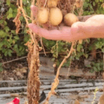 agriculturebox potato harvest