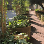 agriculturebox sunny pots