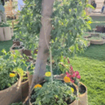 agriculturebox tree and flowers